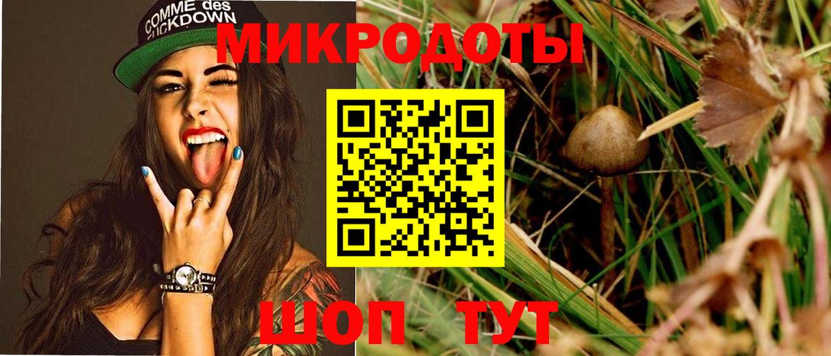 Псилоцибиновые грибы Psilocybe Клин